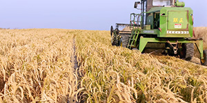 農(nóng)場(chǎng)風(fēng)采