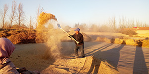 農(nóng)場(chǎng)風(fēng)采