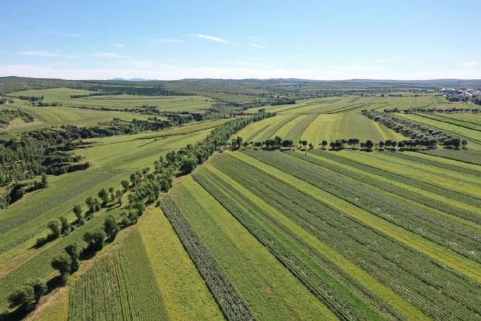 一粒米的8000年傳奇——農(nóng)耕文化系列報(bào)道之一