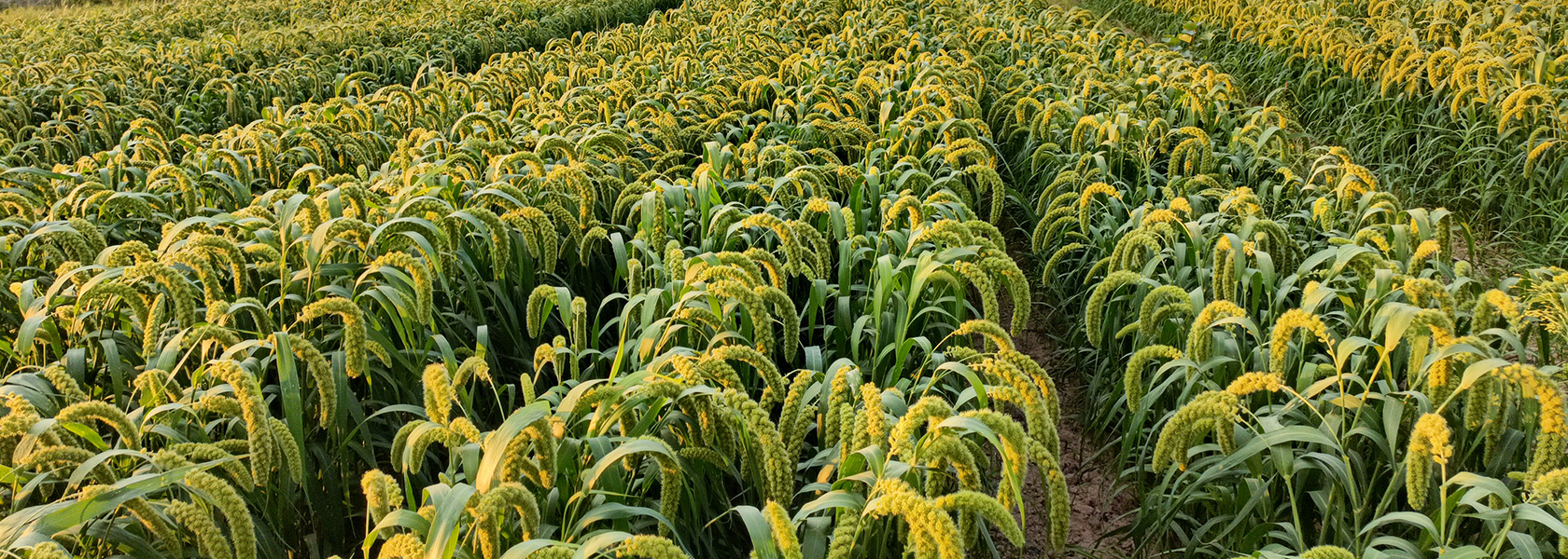 金秋時(shí)節(jié)五谷豐，這“五谷”是指哪些農(nóng)作物？很多人都不知道！