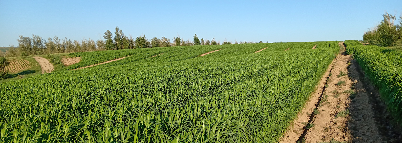 金秋時(shí)節(jié)五谷豐，這“五谷”是指哪些農(nóng)作物？很多人都不知道！